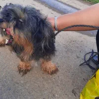 واگزاری رایگان