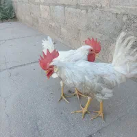 جوجه خروس