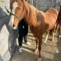 فروش اسب