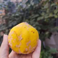 به تازه بوانات|خوردنی و آشامیدنی|شیراز, شهرک صدا و سیما|دیوار