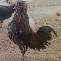 خروس عثمانی