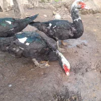 غاز اردک و خروس