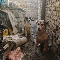 ۲قلاده سگ ۴ماهه قدرجانی