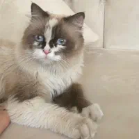 واگذاری گربه برمَن