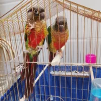 جفت مولد گرینچیک سخنگو|پرنده|سرپل ذهاب, |دیوار