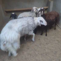 میش پلنگی