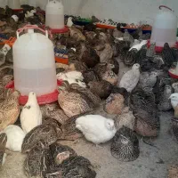 فروش بلدرچین بالغ و تخم گذار