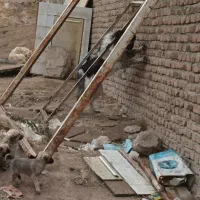 سگ نگهبان وکله|سگ|باسمنج, |دیوار