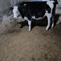 گوساله ماده سمینتال و خارجی