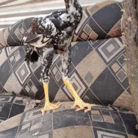 جوجه لاری ۴ماهه|حیوانات مزرعه|رشت, حومه رشت|دیوار