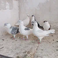 زاغ دمسفید نر چپ ساده مقبول|پرنده|شاندیز, |دیوار