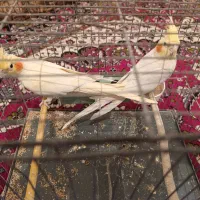 دو عدد عروس هلندی جوان لوتینو اصل