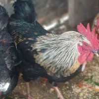 ۳ عدد خروس بومی