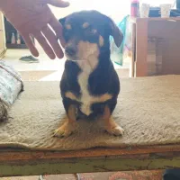 سگ پاکوتاه باردار