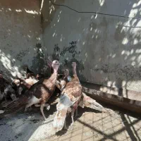 بوقلمون نر  بوربون قرمز|حیوانات مزرعه|امیدیه, |دیوار