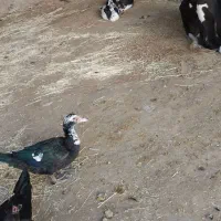 اردک‌نر‌‌وماده‌‌‌محلی‌وروسی‌موجوده|حیوانات مزرعه|گوآور, |دیوار