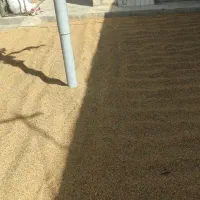 برنج چمپا میداوود