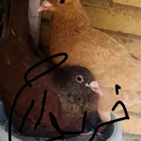 سرخ زرد کرمانی