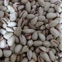 پسته خندان|حراج|سروستان, |دیوار