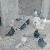 کبوتر سفید تهرانی مر شازده سوسکی سیاه کله دمگیر|پرنده|حبیب آباد, |دیوار