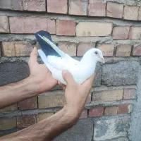 دم سیاه خوشگل