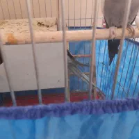 به علت کمبود جا|پرنده|بروجرد, |دیوار