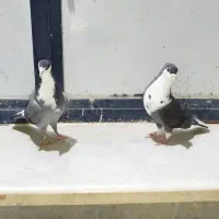 کفتر ریش دم سفید