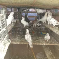 کبوتر پرشی