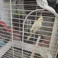 عروس هلندی|پرنده|اردکان, |دیوار