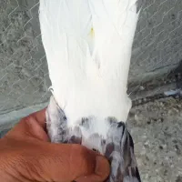 سوردم سفید|پرنده|بم, |دیوار