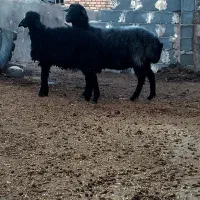 میش بره دار ، میش ابستن ،گوسفند بره|حیوانات مزرعه|شیروان (خراسان), |دیوار