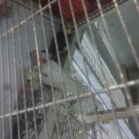 عروس هلندی 4عدد مولد