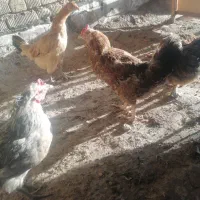 مرغ تخمگذار.|حیوانات مزرعه|شیراز, میانرود|دیوار