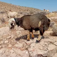 بره قوچی مخصوص داشت و قصابی