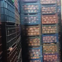 پرتقال نایلون پیچ 140تن|عمدهفروشی|قائمشهر, |دیوار