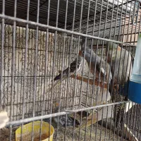 عروس هلندی|پرنده|تهران, مینای شمالی (مخبر)|دیوار