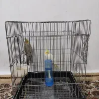 عروس هلندی|پرنده|پاکدشت, پاکدشت (مامازند)|دیوار