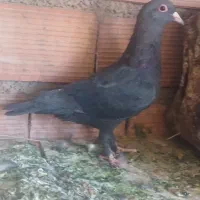 ماده کلاغ کرمون