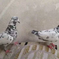 ۳ جفت کبوتر تضمینی