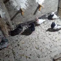 ۸عدد کفتر قلدر|پرنده|مشهد, شهید آوینی|دیوار