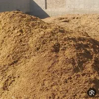 کودگوسفندی