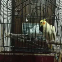 یک جفت عروس هلندی