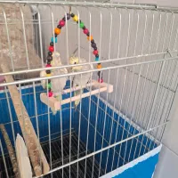 عروس هلندی فروشی|پرنده|برخوار, |دیوار