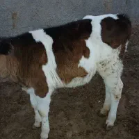 گوساله ماده قلم درشت|حیوانات مزرعه|مشهد, آبادگران|دیوار