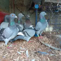 کبوتر پلاکی