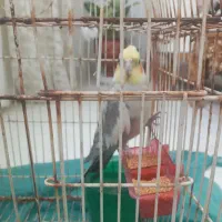 عروس هلندی