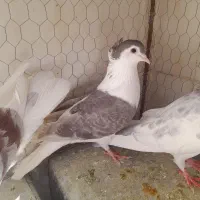 کبوتر