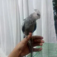 دو عدد عروس هلندی