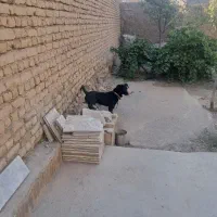 سگ پاکوتاه|سگ|اسحاق آباد, |دیوار