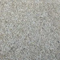 جو یا قره ارپا دیم